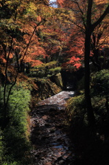小川と紅葉