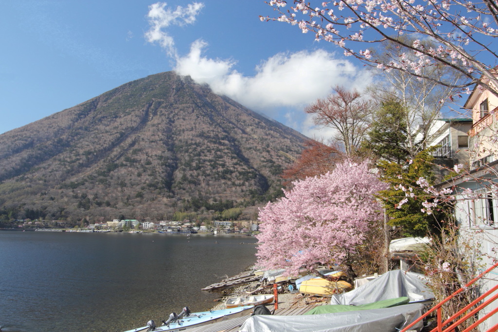 五月桜