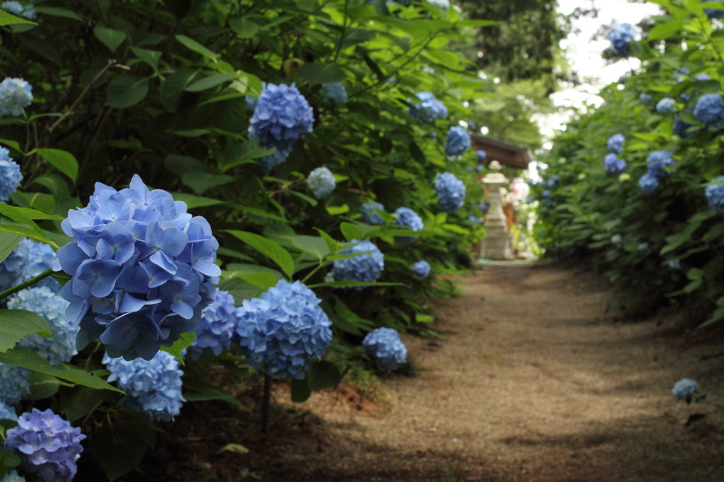 紫陽花参道