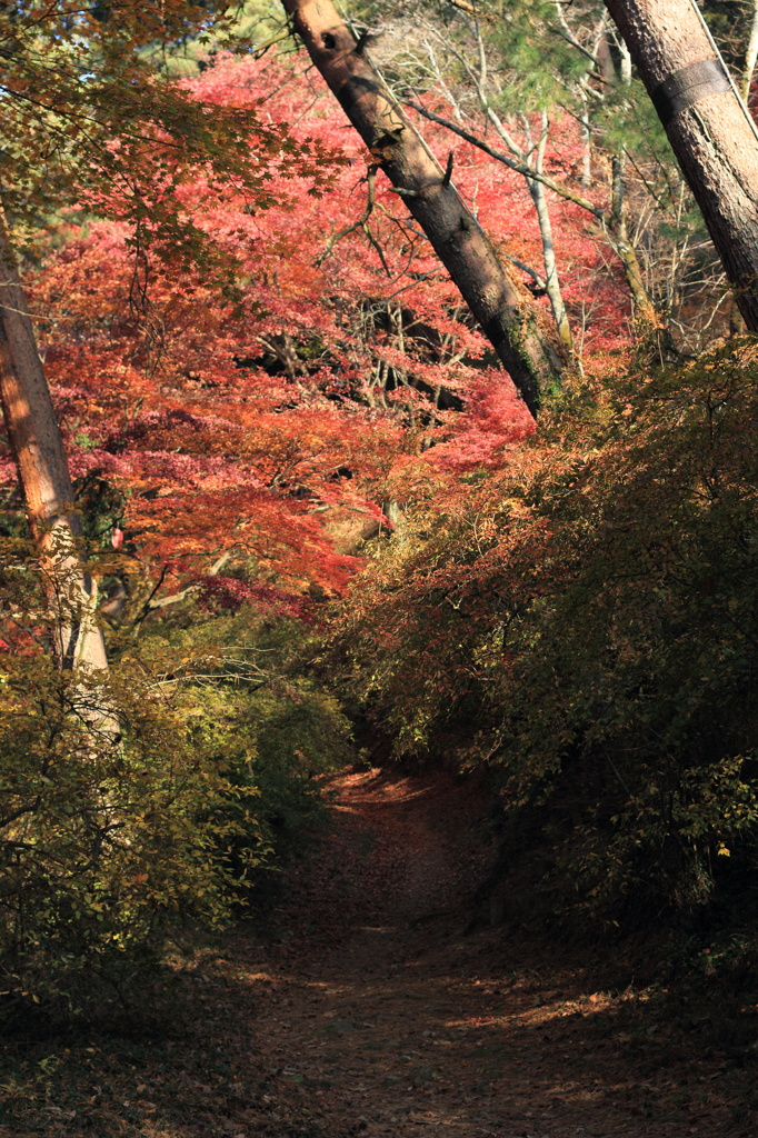 秋の山道