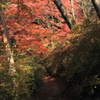 秋の山道