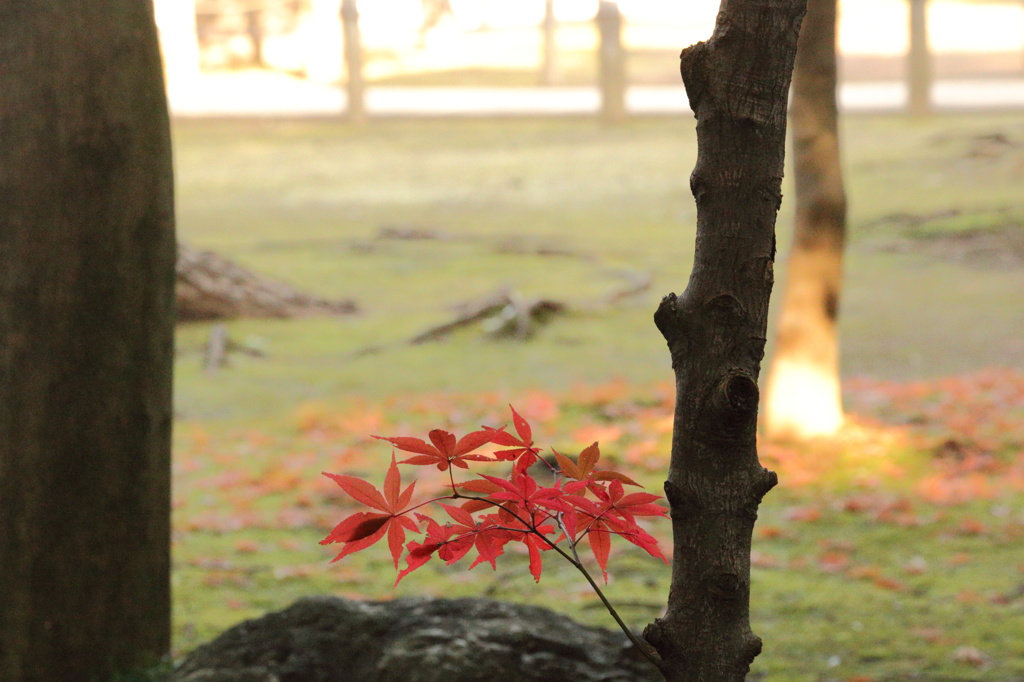 謙虚な紅葉