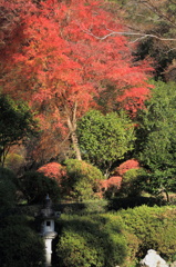 紅葉影