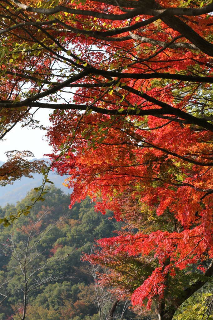 紅葉