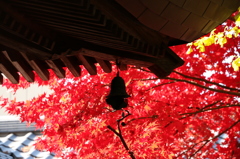 紅葉に浮かぶ吊り灯篭