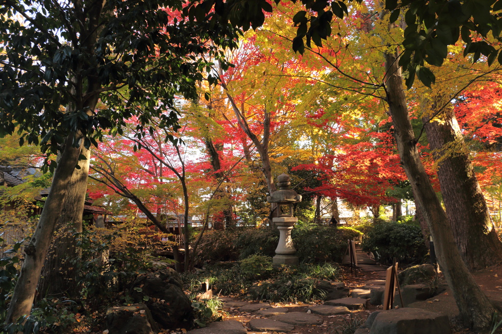 紅葉庭園
