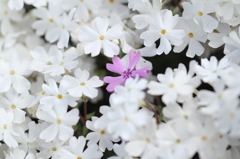 芝桜