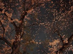 夜桜