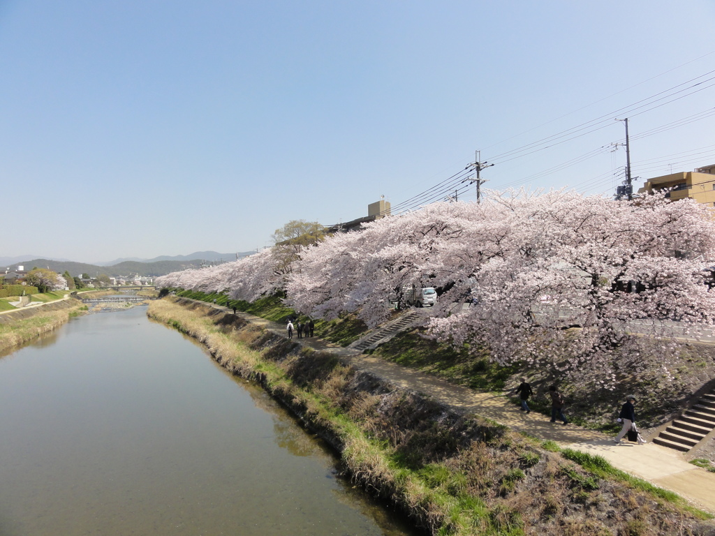 高野川の桜