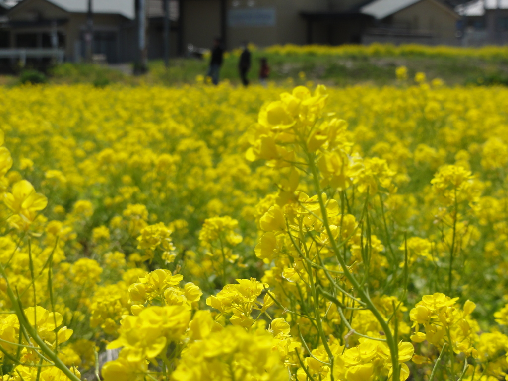 京田辺 普賢寺の菜の花