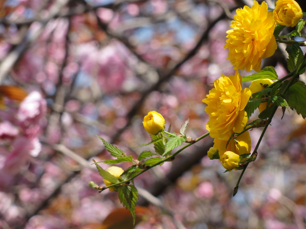 黄色い桜