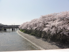 塩小路橋から桜とＪＲ