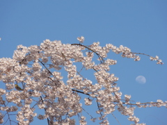 しだれ桜と月とメジロ