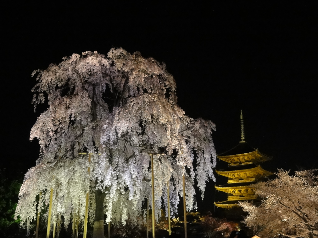 東寺と不二桜