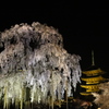 東寺と不二桜