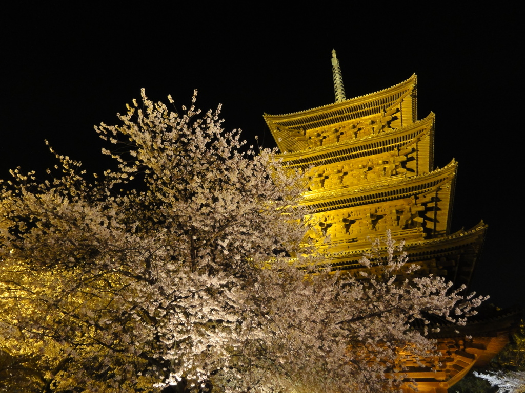 東寺 京都 ライトアップ 桜