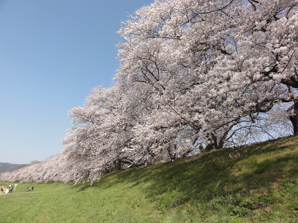 背割堤の桜並木