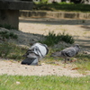 IMG_0942