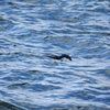 IMG_0192