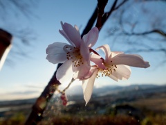 輝く桜の花