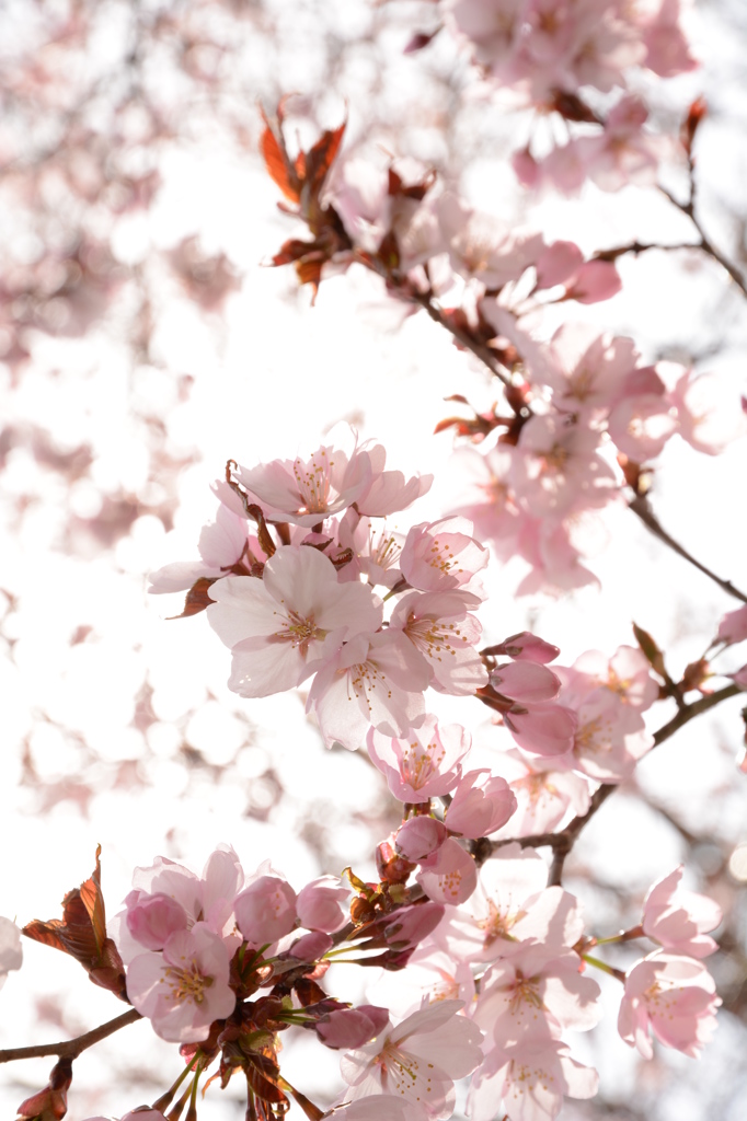 桜②