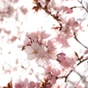 桜②