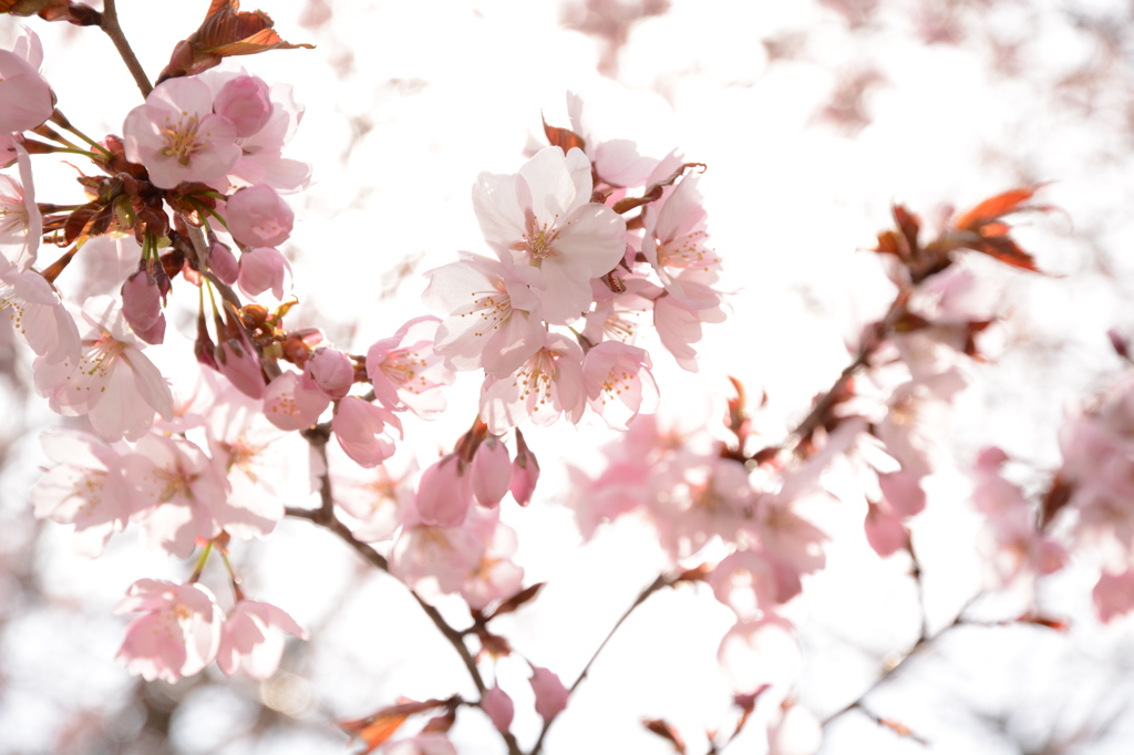 桜①