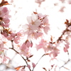 桜①