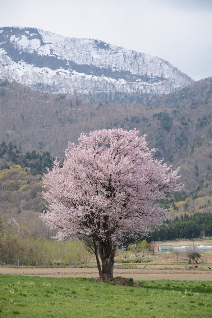 富良野　一本桜