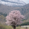 富良野　一本桜