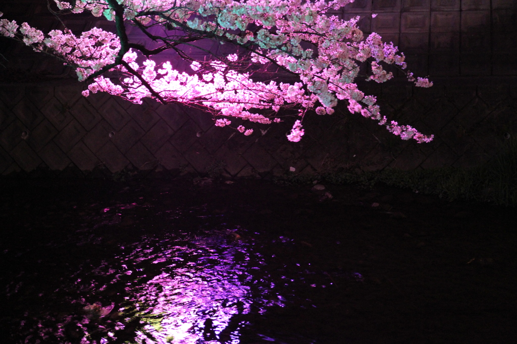 五条川　夜桜　（大口町）