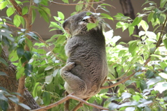 かい～の☆東山動物園