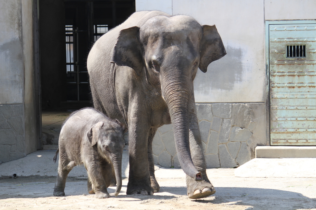 赤ちゃんゾウ☆東山動物園