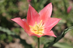 チューリップ（木曽三川公園）