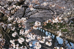 五条川（大口町）