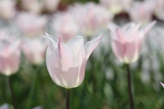 チューリップ（木曽三川公園）