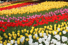 チューリップ（木曽三川公園）