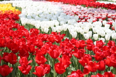 チューリップ（木曽三川公園）