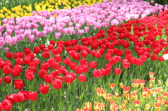 チューリップ（木曽三川公園）