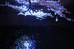 五条川　夜桜　（大口町）