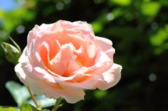 咲き誇る～Gardeｎ　Ｒｏｓｅ