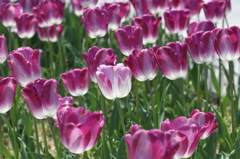 下からライトで照らされてるよう　チューリップ（木曽三川公園）