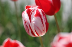 チューリップ（木曽三川公園）