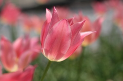チューリップ（木曽三川公園）