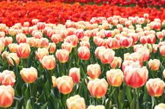 チューリップ（木曽三川公園）