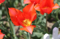 チューリップ（木曽三川公園）