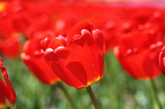 太陽に照らされて　チューリップ（木曽三川公園）