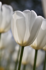 チューリップ（木曽三川公園）