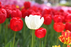 チューリップ（木曽三川公園）