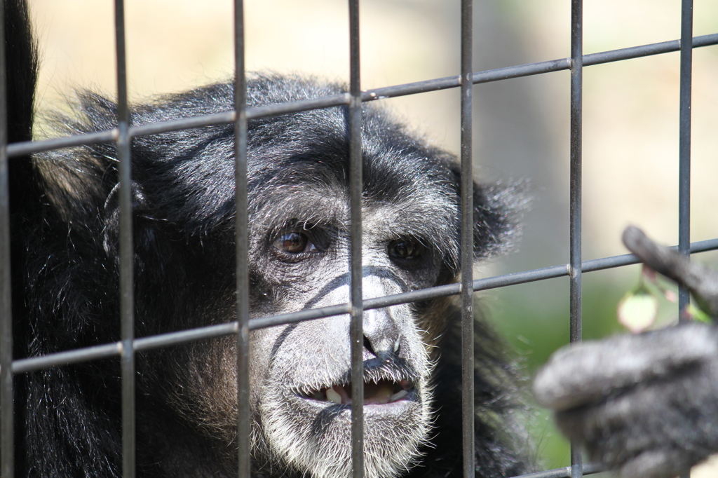 まなざし☆東山動物園